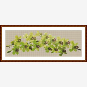 Grn dendrobium orkid