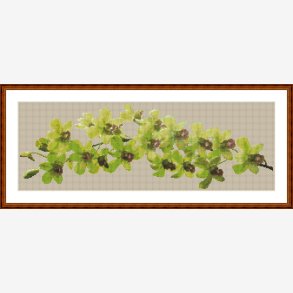 Grn dendrobium orkid