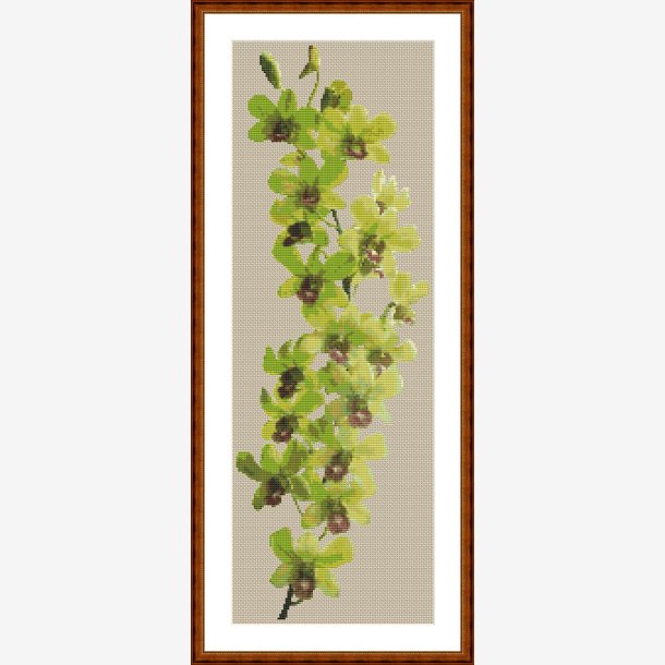 Grn dendrobium orkid