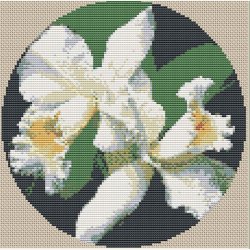 Hvid Cattleya orkid p pude