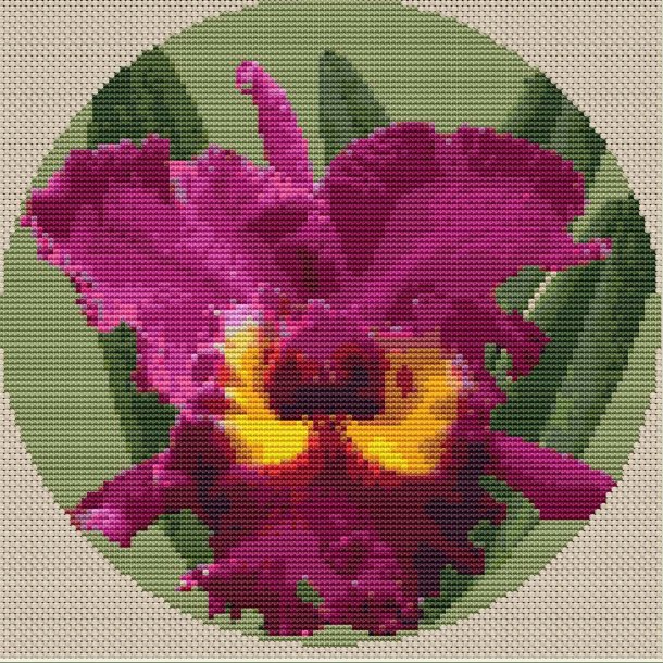 Rd Catleya orkid