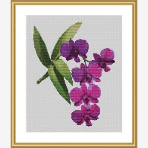 Orkiden Dendrobium 2215