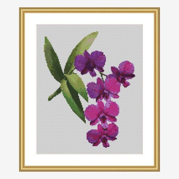 Orkiden Dendrobium 2215
