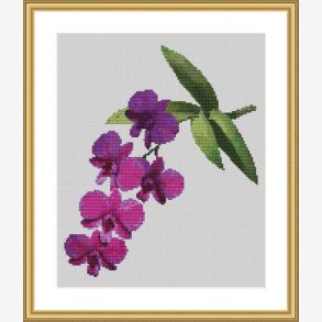 Okiden Dendrobium 2216