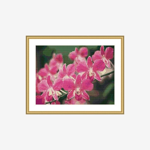 Orkiden Dendrobium