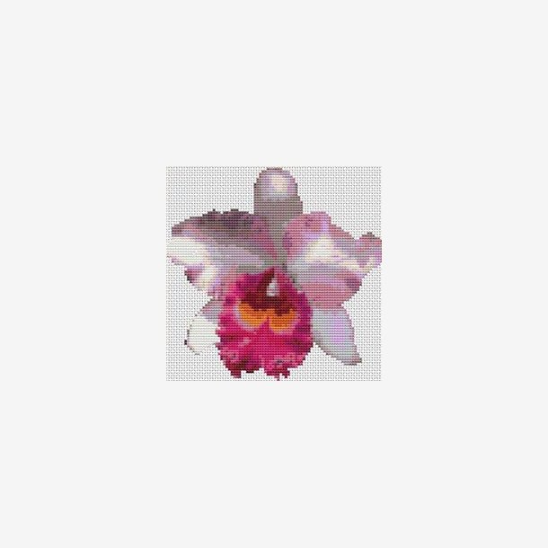 Catleya orkid 