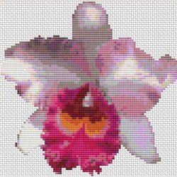 Cattleya orkid