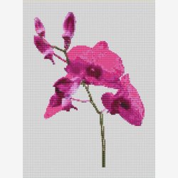 Dug med orkid motver