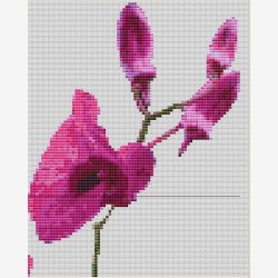 Dug med orkid motver