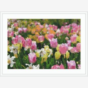 Tulipanhaven, lyserd og gul