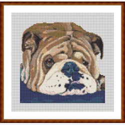  Bulldog p� pude af grov h�r