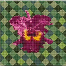 Skammel med smuk Catleya orkid