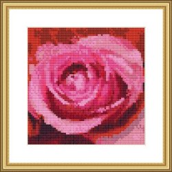 2525 ske med rd rose